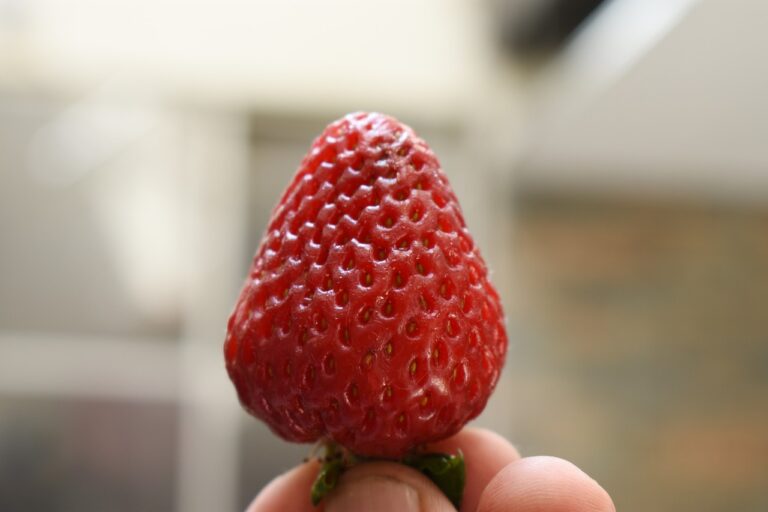 The Gut-Brain Axis: How Gut Health Affects Mental Well-being